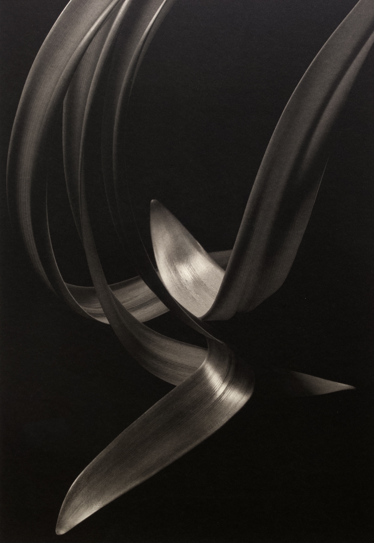 Kenro Izu: Still Life 2013 Howard Greenberg Gallery