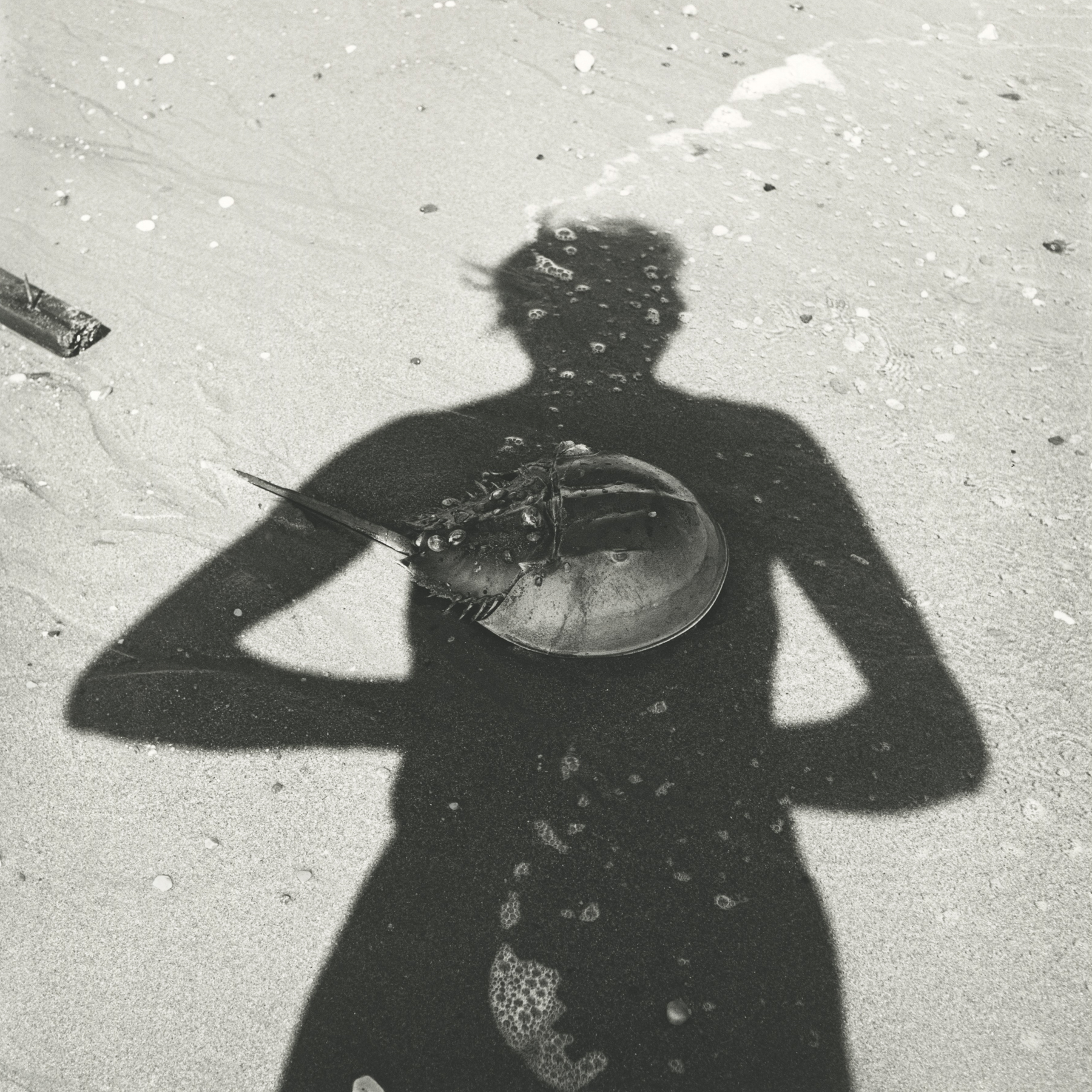 Vivian Maier: Self Portrait 2013 2014 howard greenberg gallery