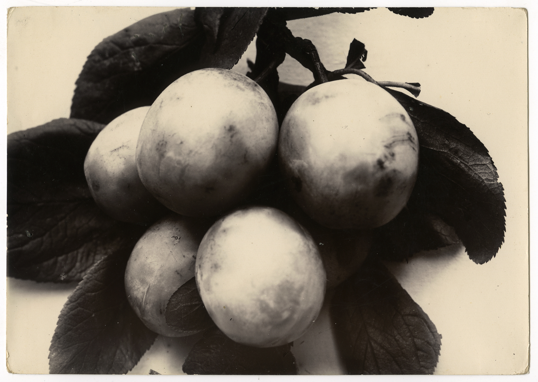 Charles Jones 2006 howard greenberg gallery