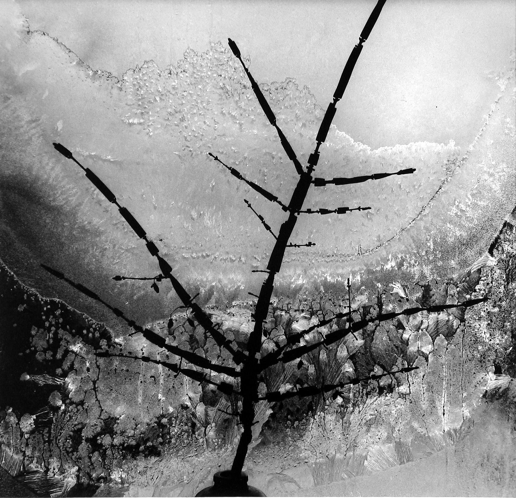 Minor White: Eye Mind Spirit 2008 Howard Greenberg Gallery