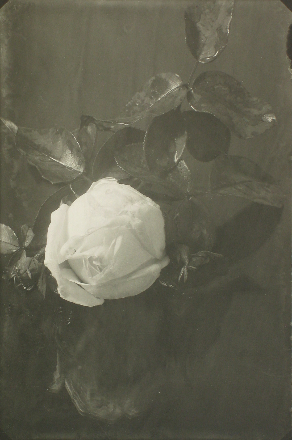 Staff Picks 2010 Howard Greenberg Gallery