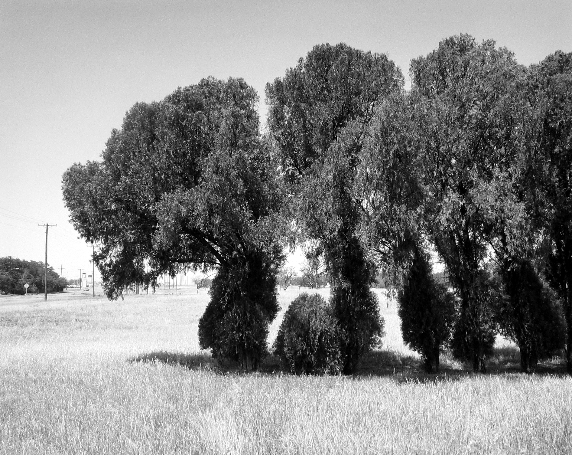 Frank Gohlke 2005 howard greenberg gallery