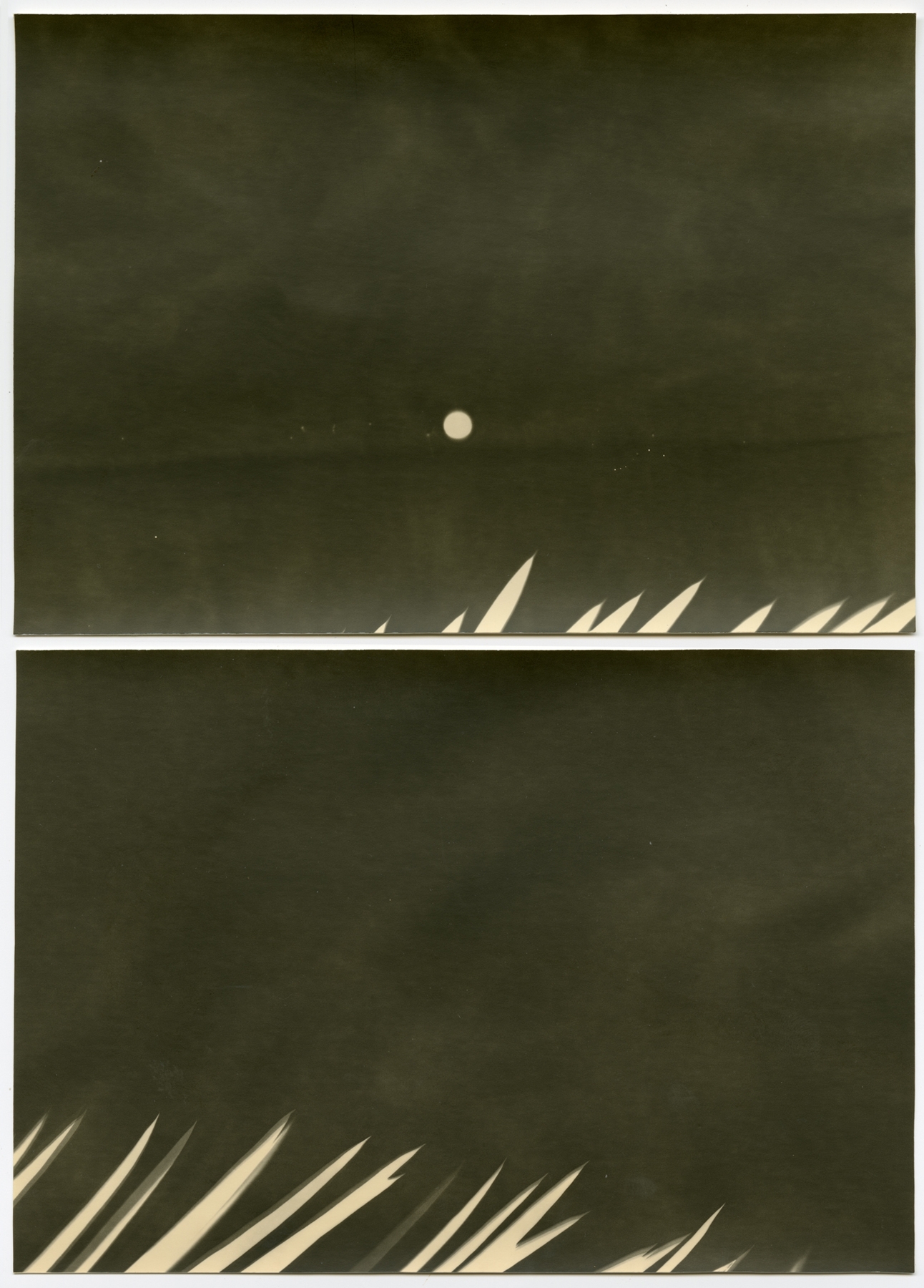 Bruno Roels: A Palm Tree is a Palm Tree is a Palm Tree, Howard Greenberg Gallery, 2018