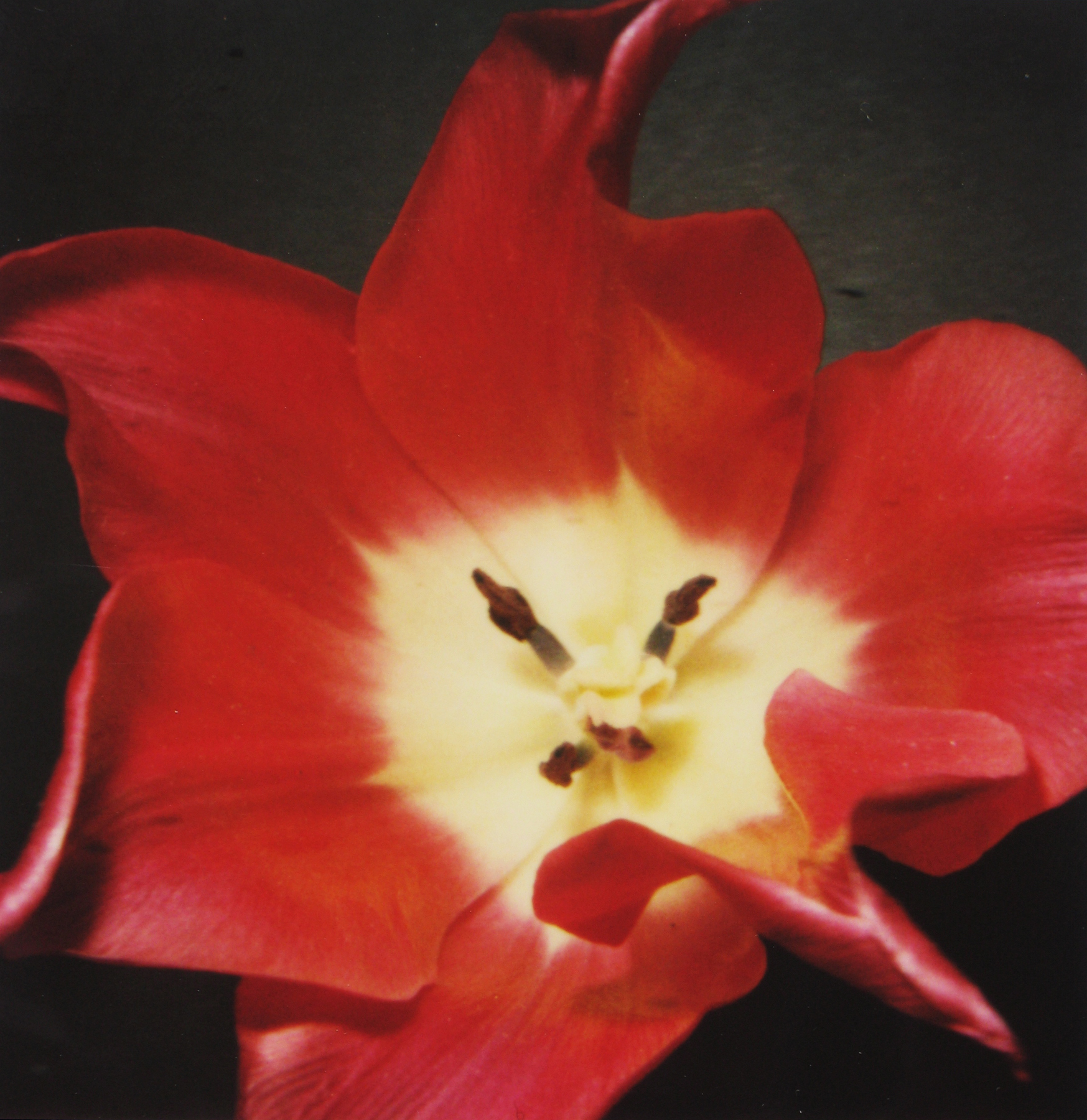 Photographers of Japanese Descent 2008 Howard Greenberg Gallery