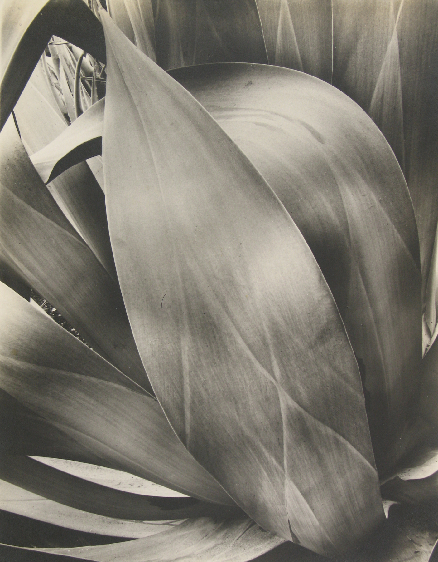 Selections From Private Collections 2011 Howard Greenberg Gallery