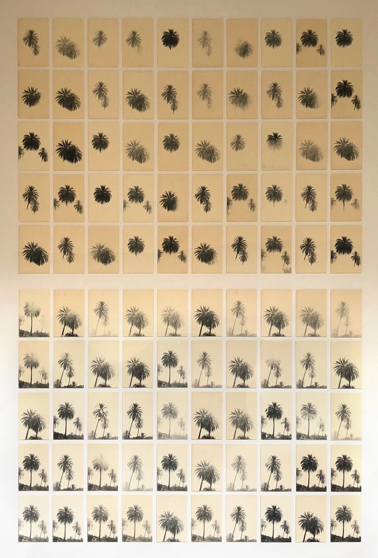 Bruno Roels: A Palm Tree is a Palm Tree is a Palm Tree, Howard Greenberg Gallery, 2018