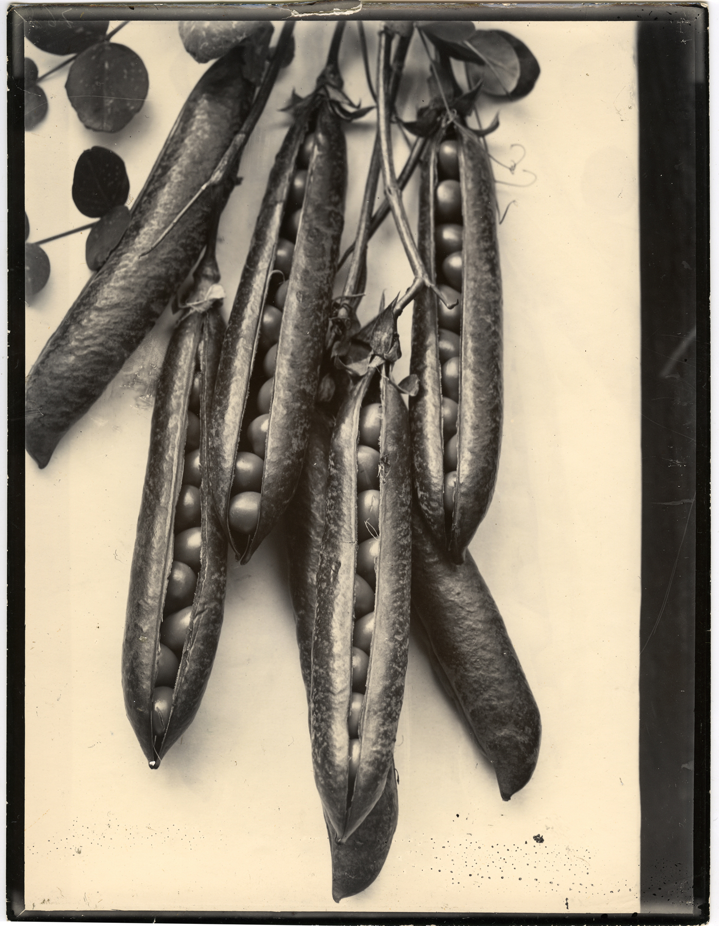 Charles Jones 2006 howard greenberg gallery