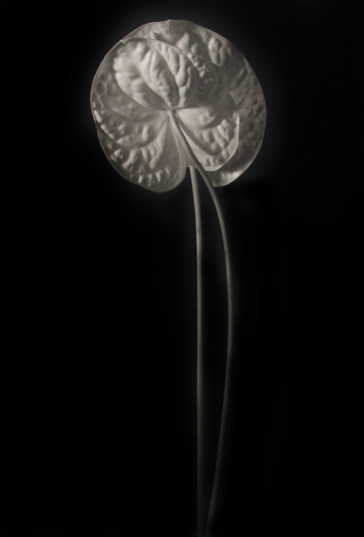 Kenro Izu: Still Life 2013 Howard Greenberg Gallery