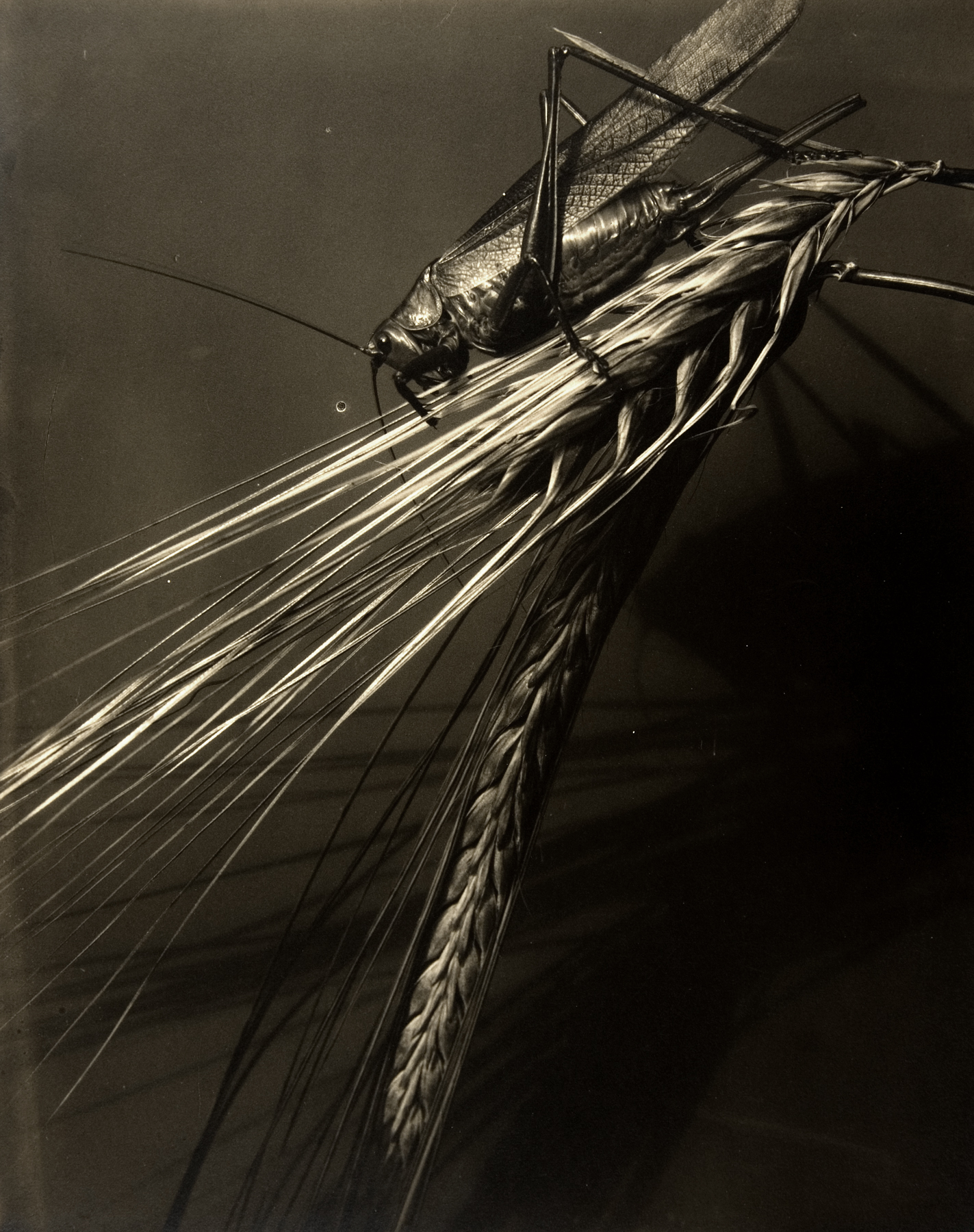 Edward Steichen: 1915-1923 2009 Howard Greenberg Gallery