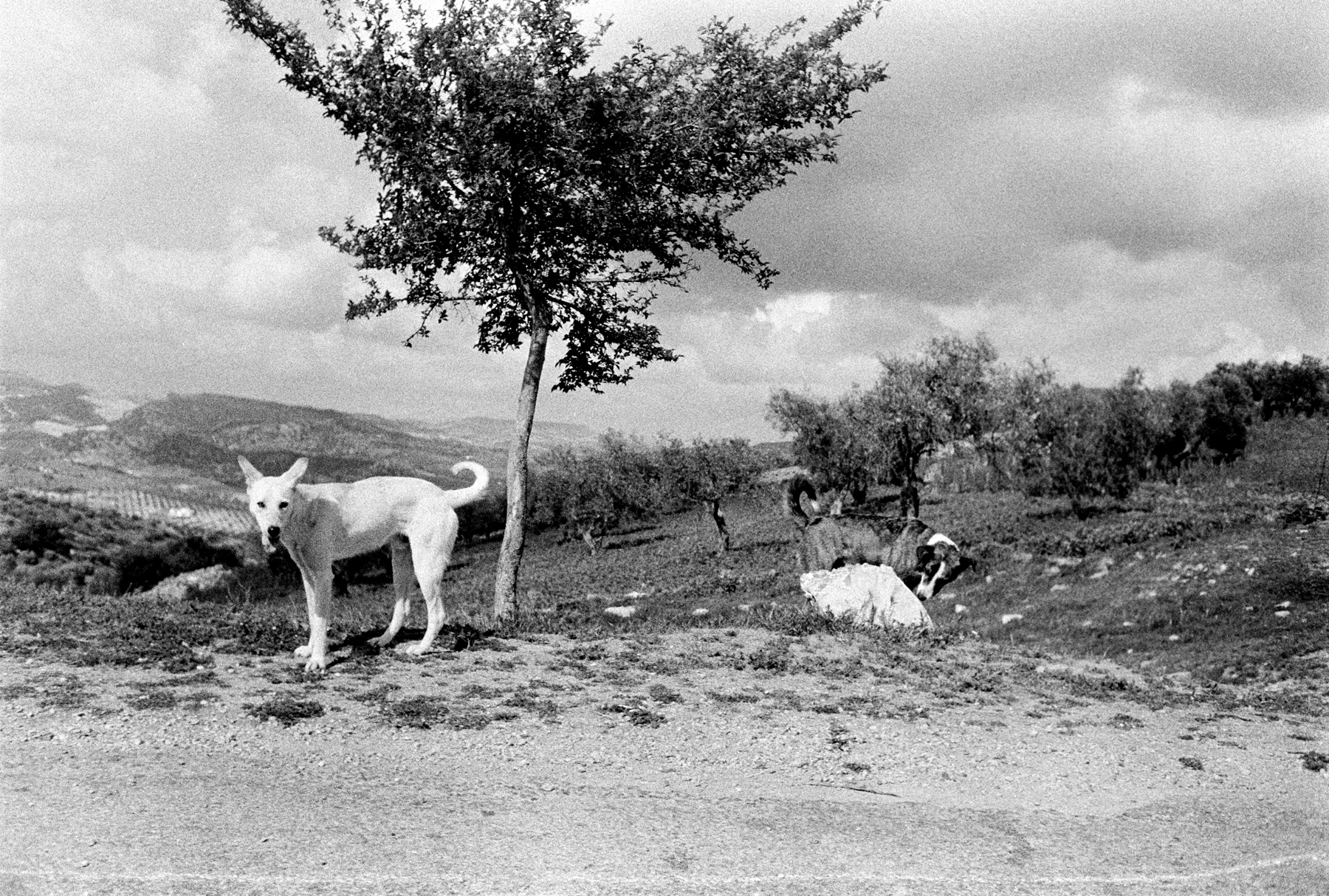 Joel Meyerowitz - European Trip: Photographs from the Car, 1968 2014 Howard Greenberg Gallery