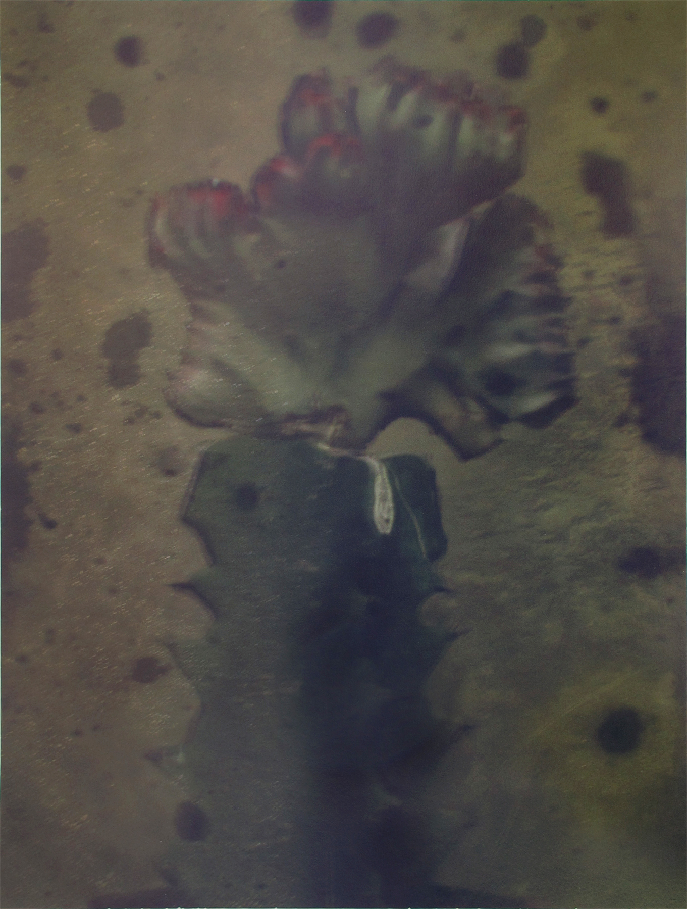 Sarah Moon: Now and Then 2012 Howard Greenberg Gallery