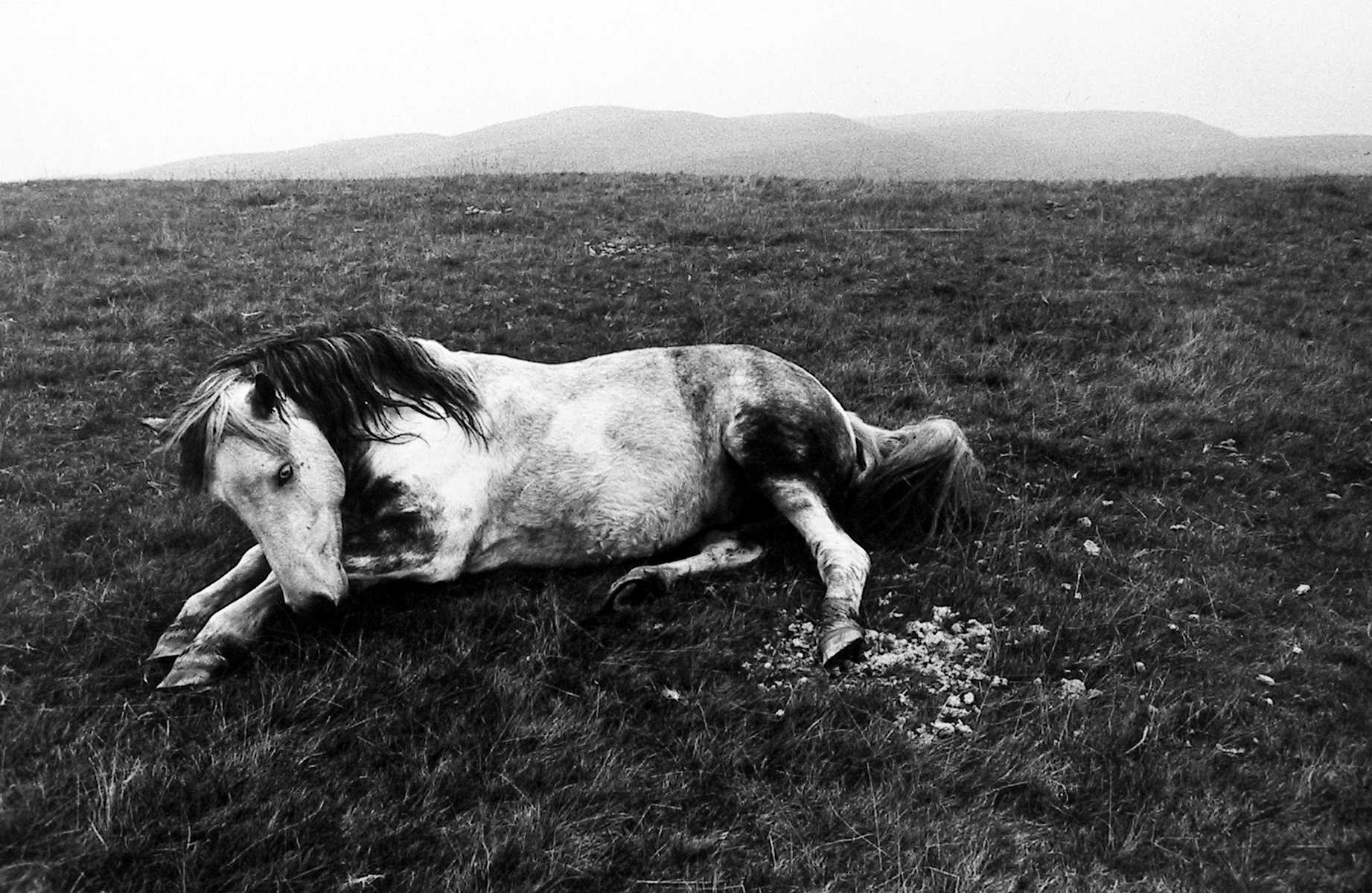 Bruce Davidson Inside/Outside Howard Greenberg Gallery 2003