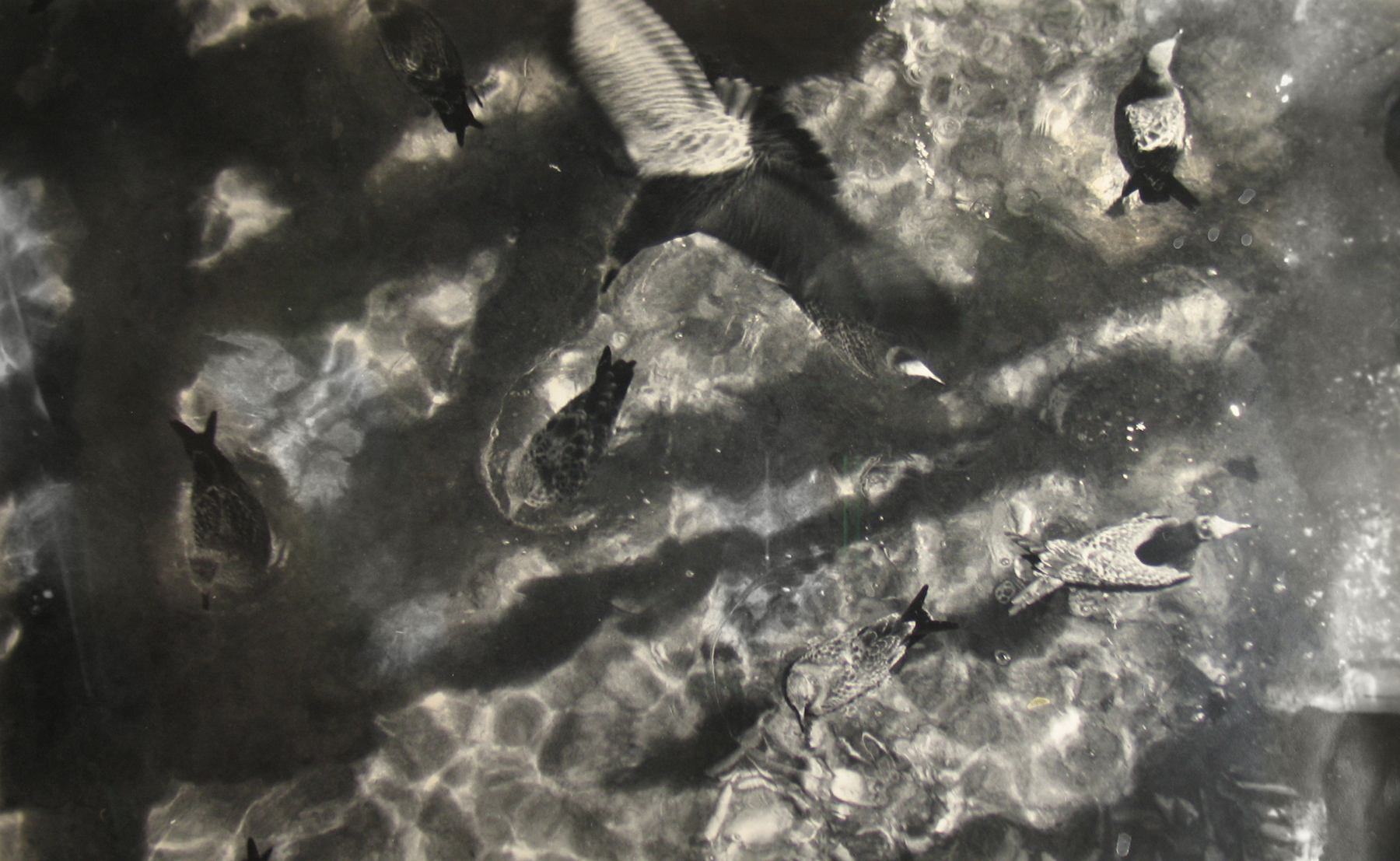 Sid Grossman - Howard Greenberg Gallery - 2017