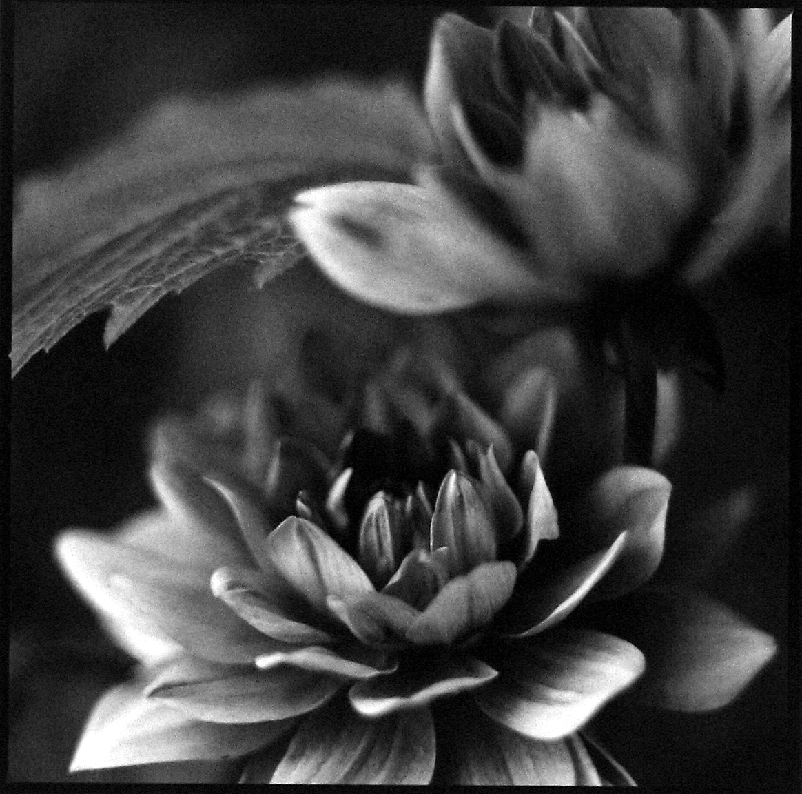 Photo Libris: Selected Books and Portfolios 2006 howard greenberg gallery