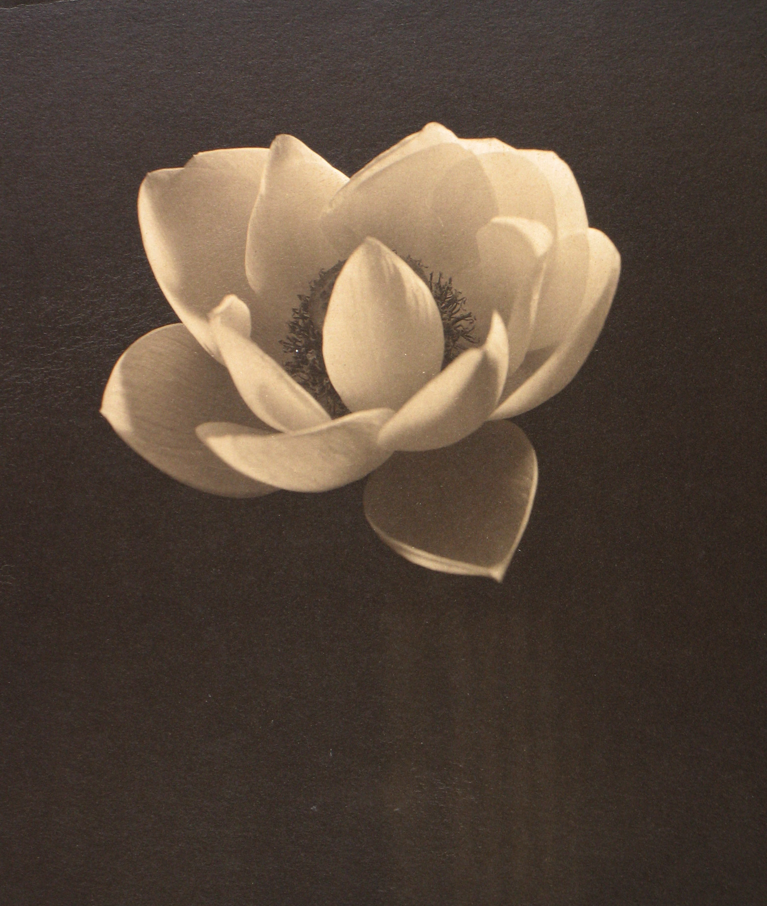 Edward Steichen: 1915-1923 2009 Howard Greenberg Gallery