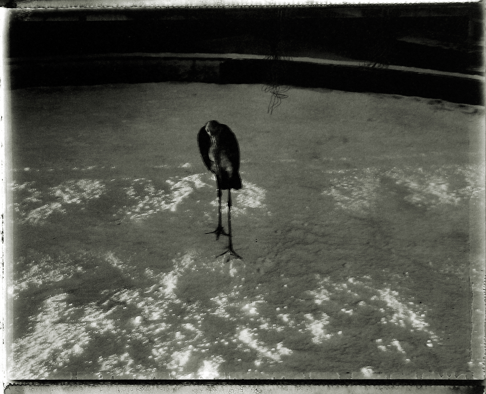 Sarah Moon: Circus 2004 2005 howard greenberg gallery