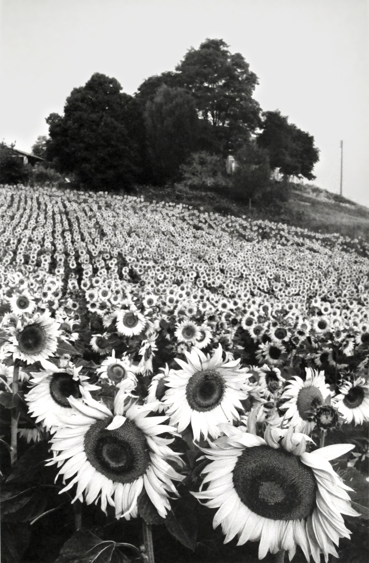 Martine Franck: Peregrinations 2012 Howard Greenberg Gallery