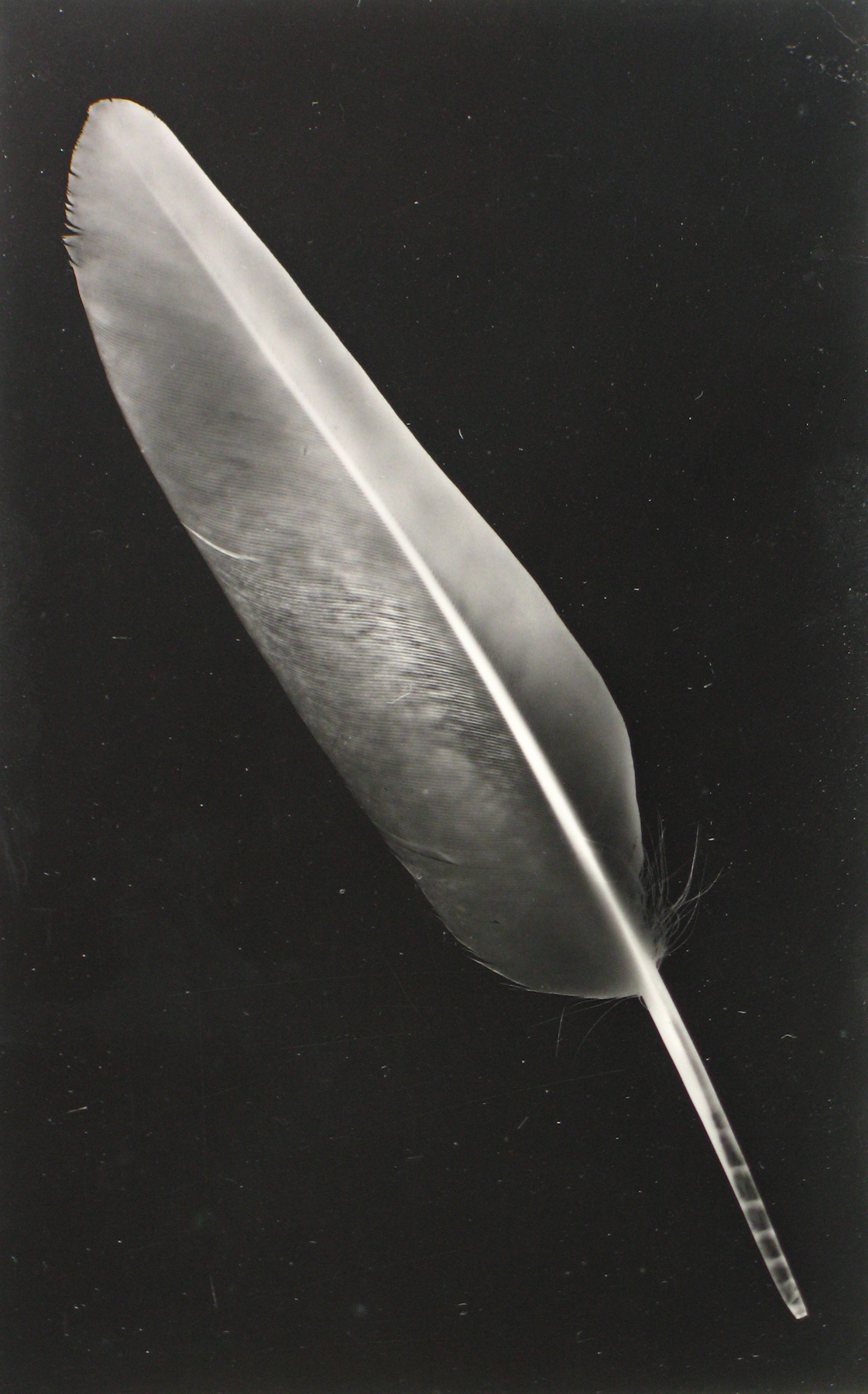 Selections From Private Collections 2011 Howard Greenberg Gallery