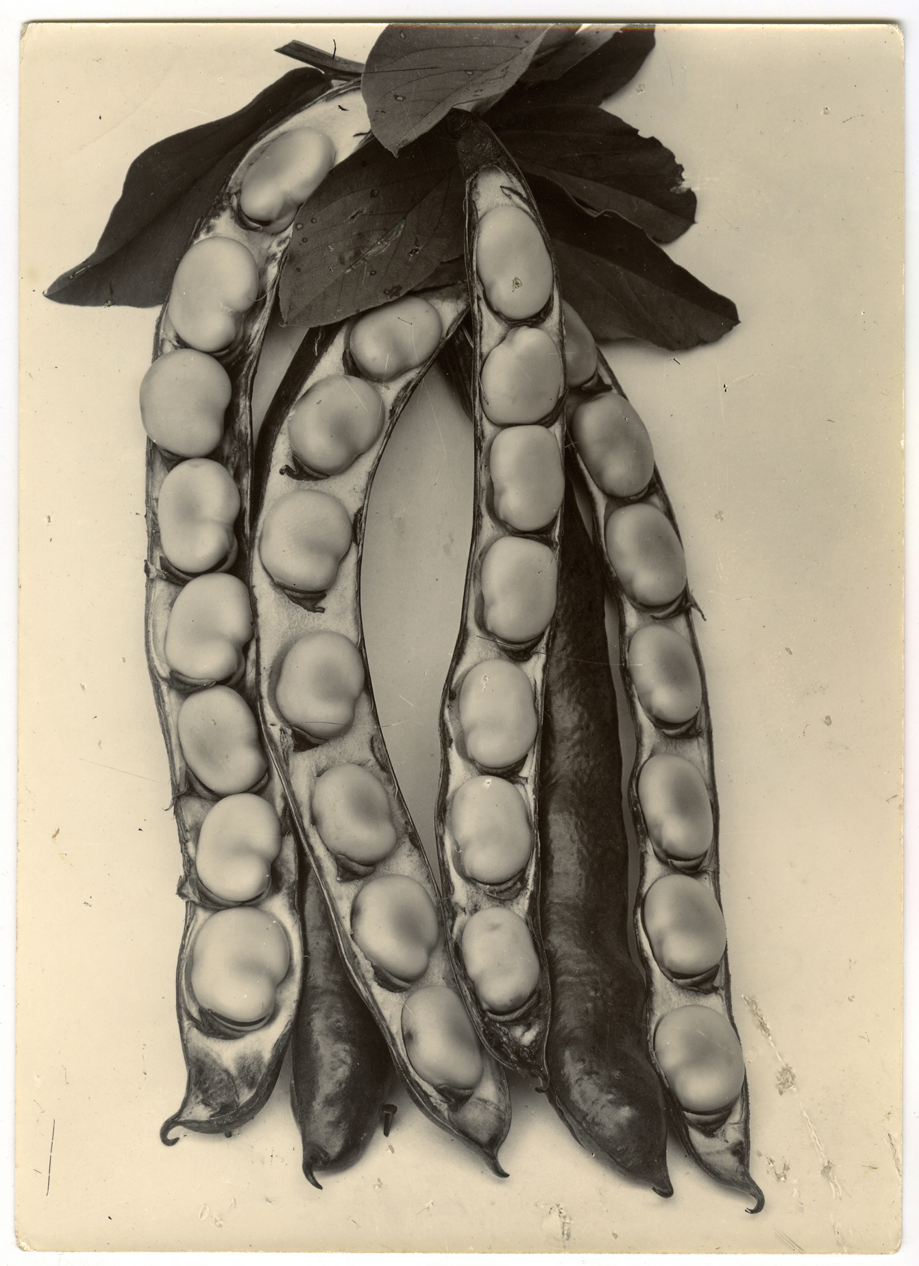 Charles Jones 2006 howard greenberg gallery