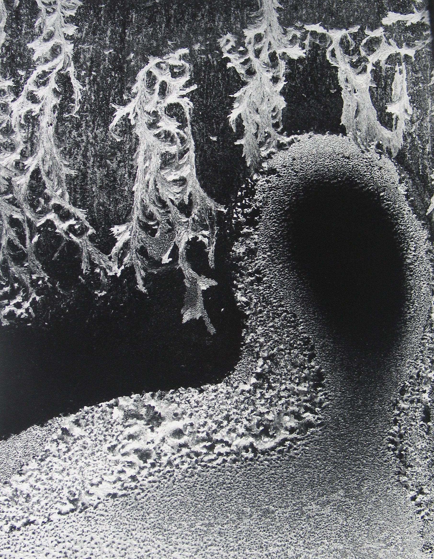 Minor White: Eye Mind Spirit 2008 Howard Greenberg Gallery