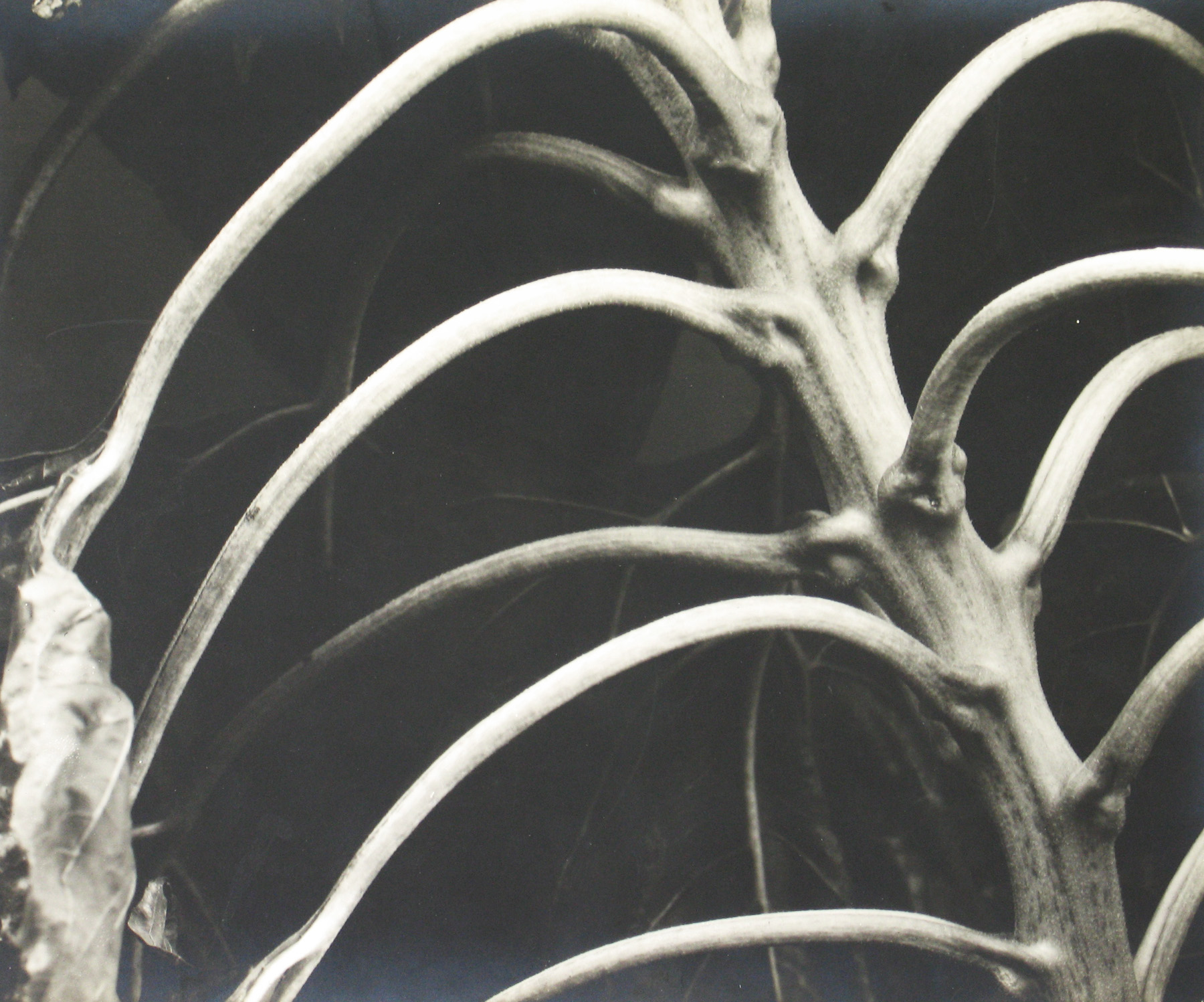 Edward Steichen: 1915-1923 2009 Howard Greenberg Gallery