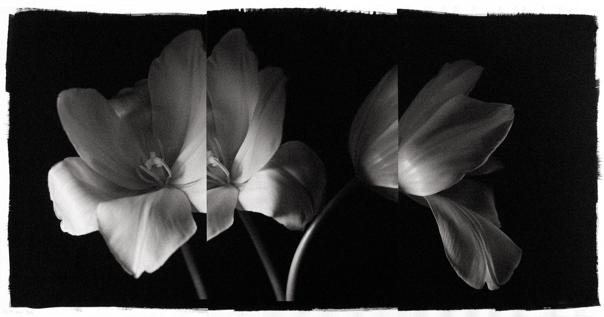 Kenro Izu: Still Life 2013 Howard Greenberg Gallery