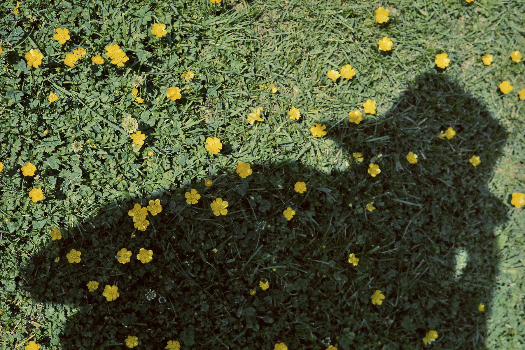 Vivian Maier - Self-portrait, Chicago - Howard Greenberg Gallery - 2018