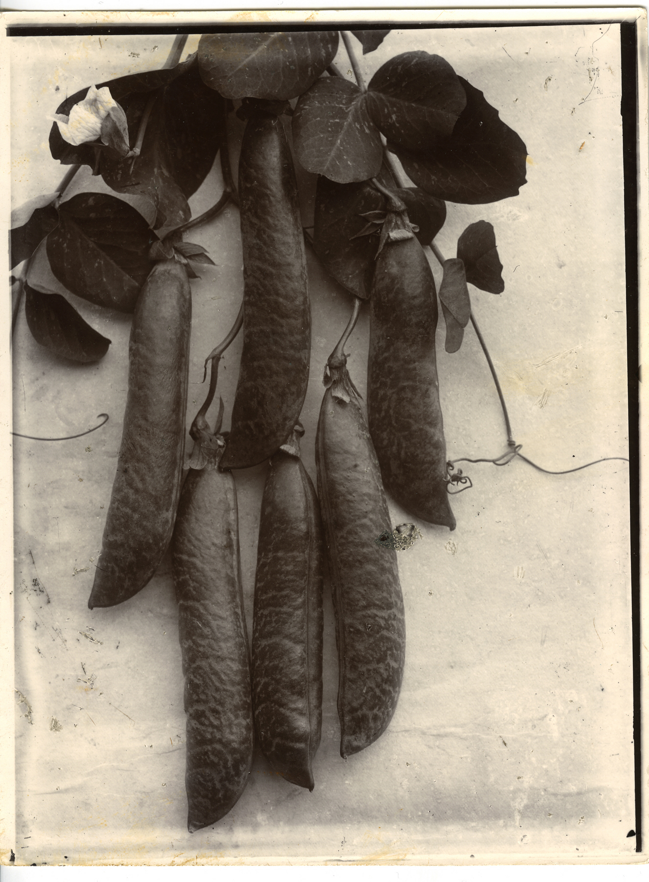 Charles Jones 2006 howard greenberg gallery