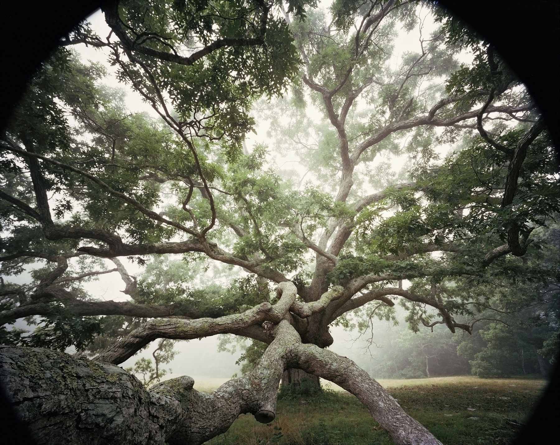 Bruce Davidson - In Color - Howard Greenberg Gallery - 2015