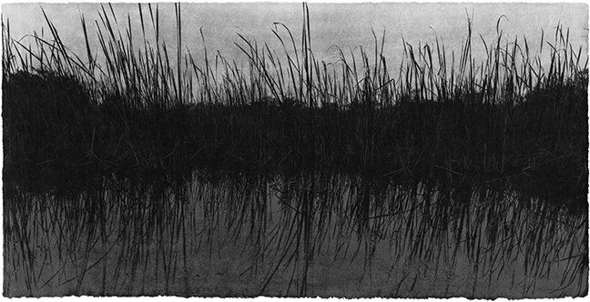 Jungjin Lee: Recent Projects - Works from Everglades - Howard Greenberg Gallery - 2015