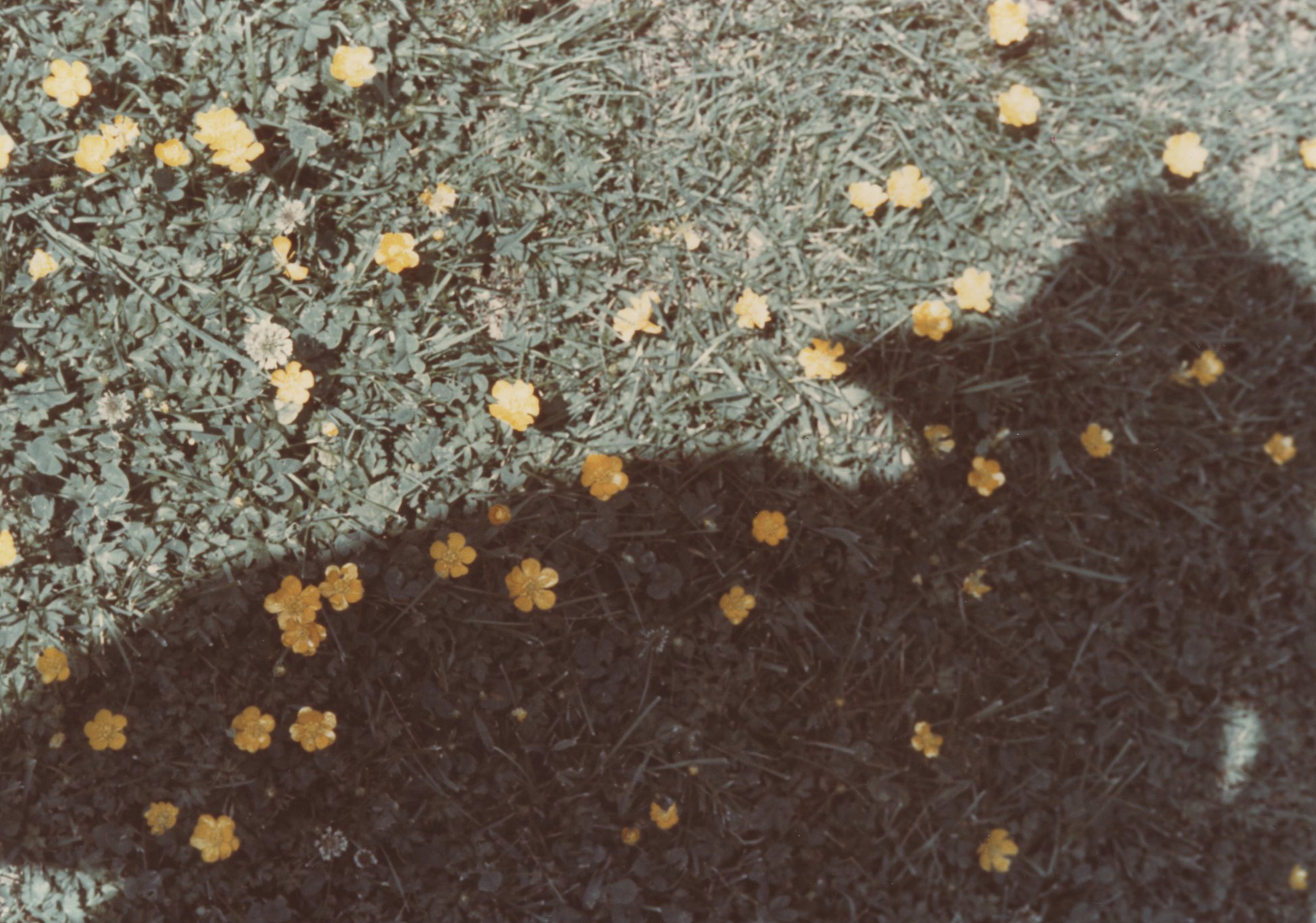 Vivian Maier - In Her Own Hands - Howard Greenberg Gallery - 2014 - 2015