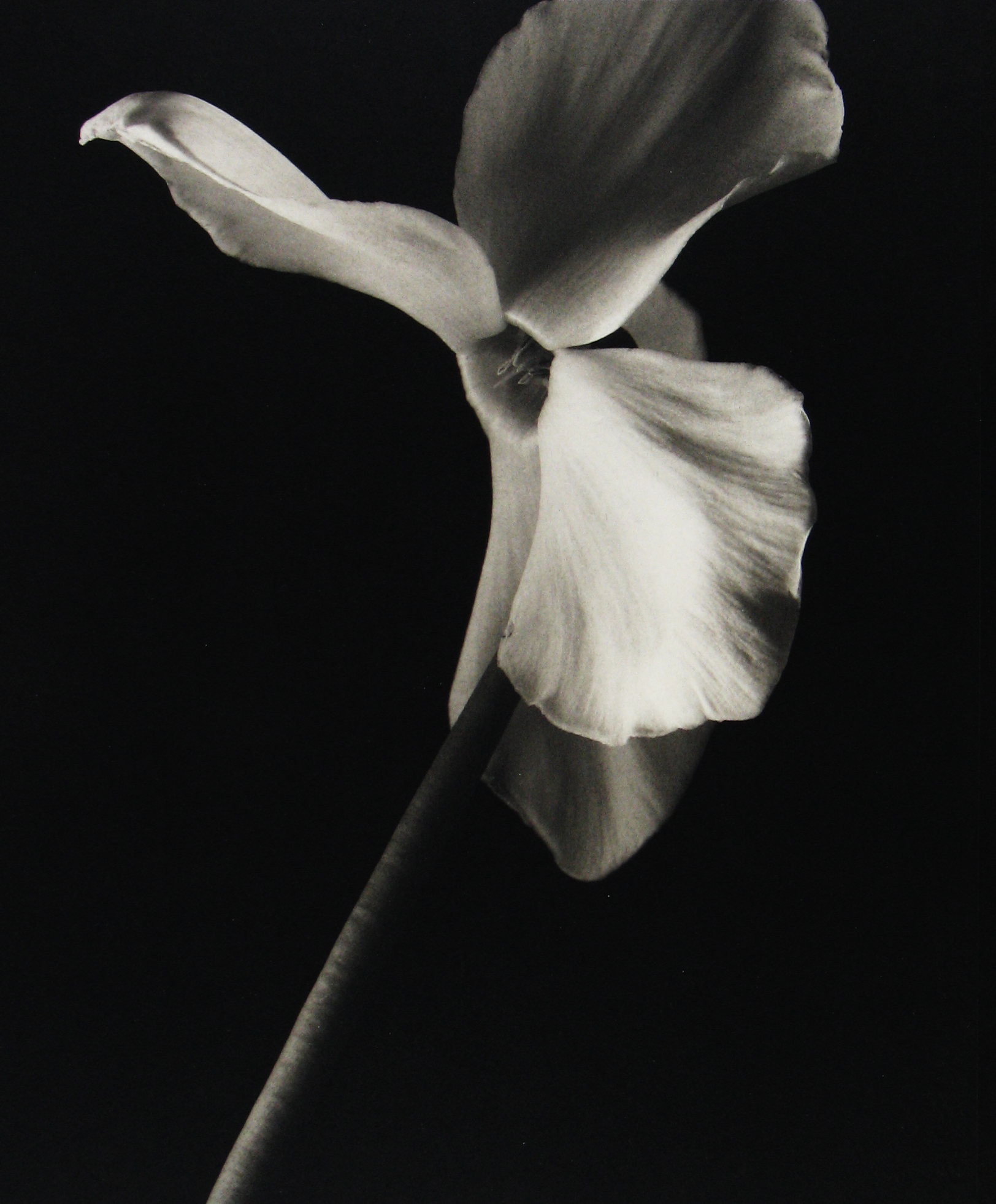 Photo Libris: Selected Books and Portfolios 2006 howard greenberg gallery