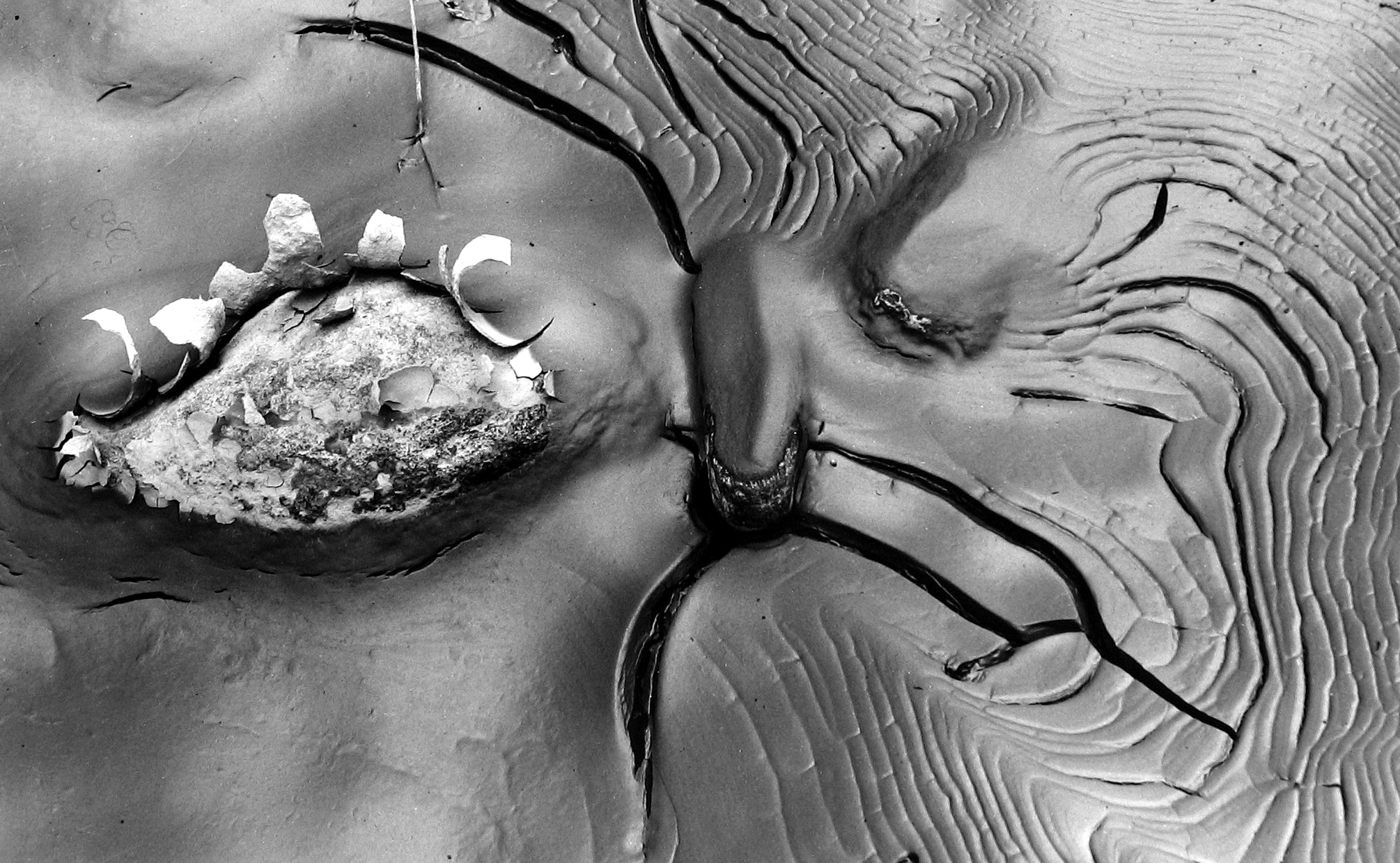 Minor White: Eye Mind Spirit 2008 Howard Greenberg Gallery