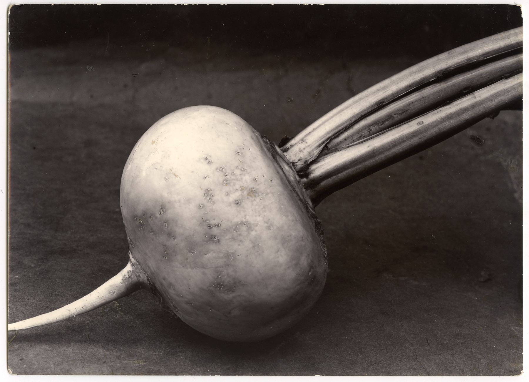 Charles Jones 2006 howard greenberg gallery