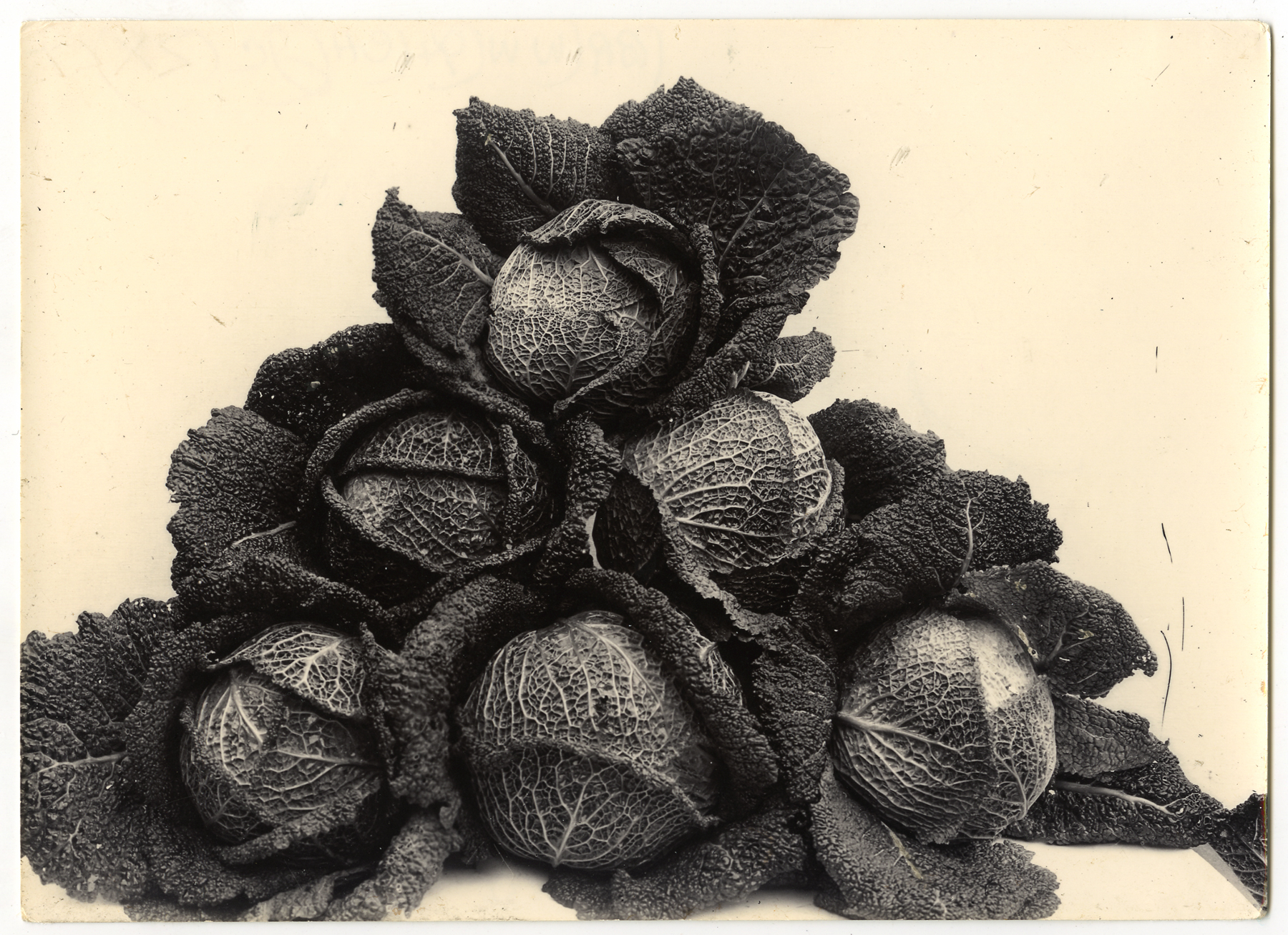 Charles Jones 2006 howard greenberg gallery