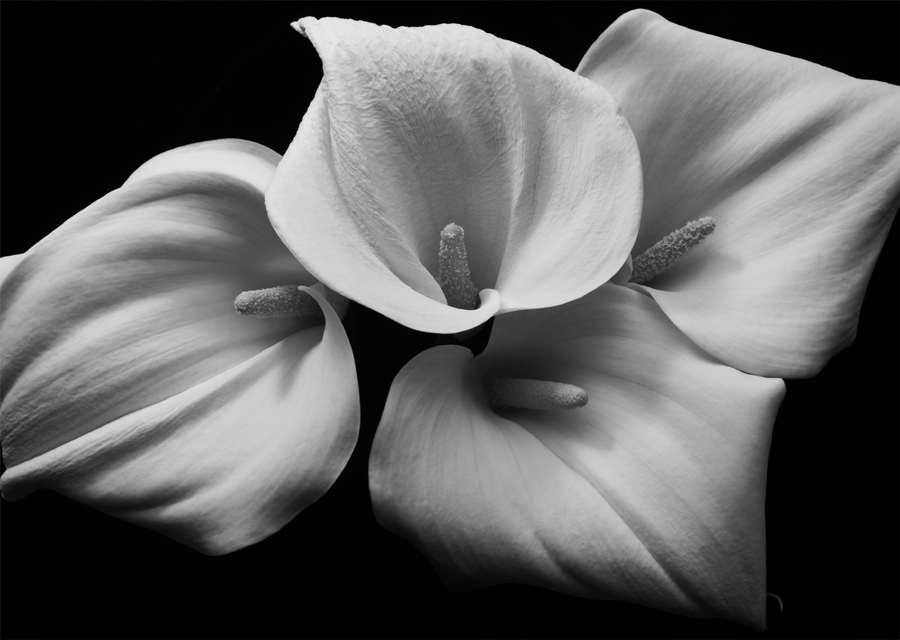 Kenro Izu: Stillness, Main Gallery