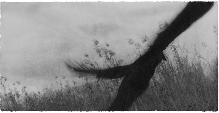 Jungjin Lee: Recent Projects - Works from Everglades, HGG2