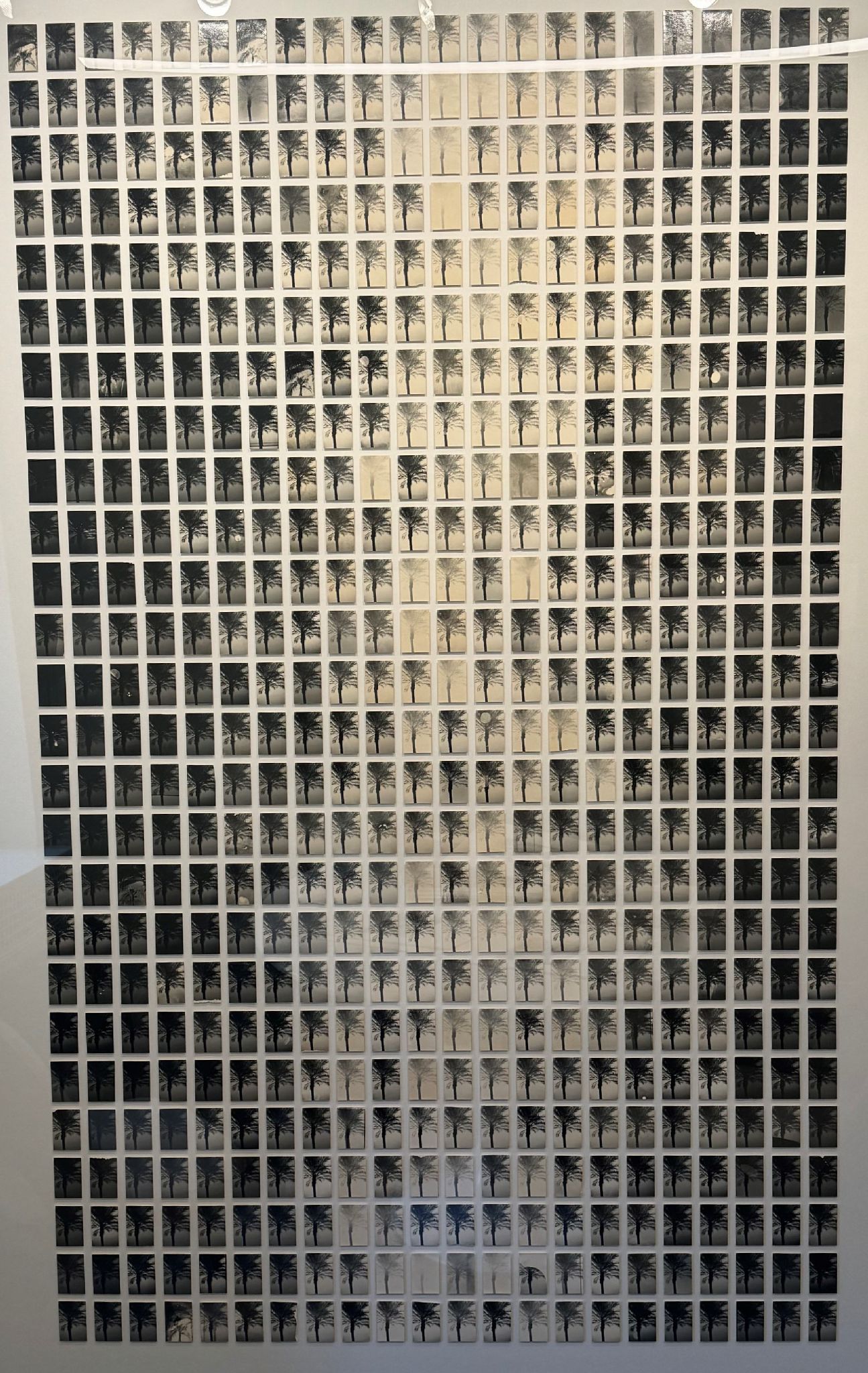 Bruno V. Roels, A Palm Tree is a Palm Tree is a Palm Tree, 2015