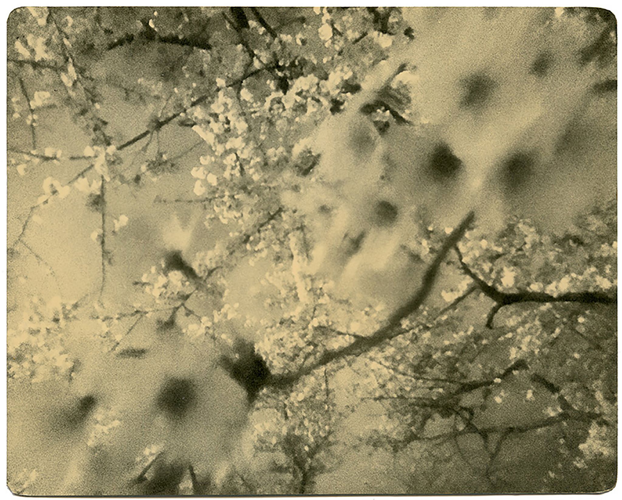 Miho Kajioka, BK0477, 2019