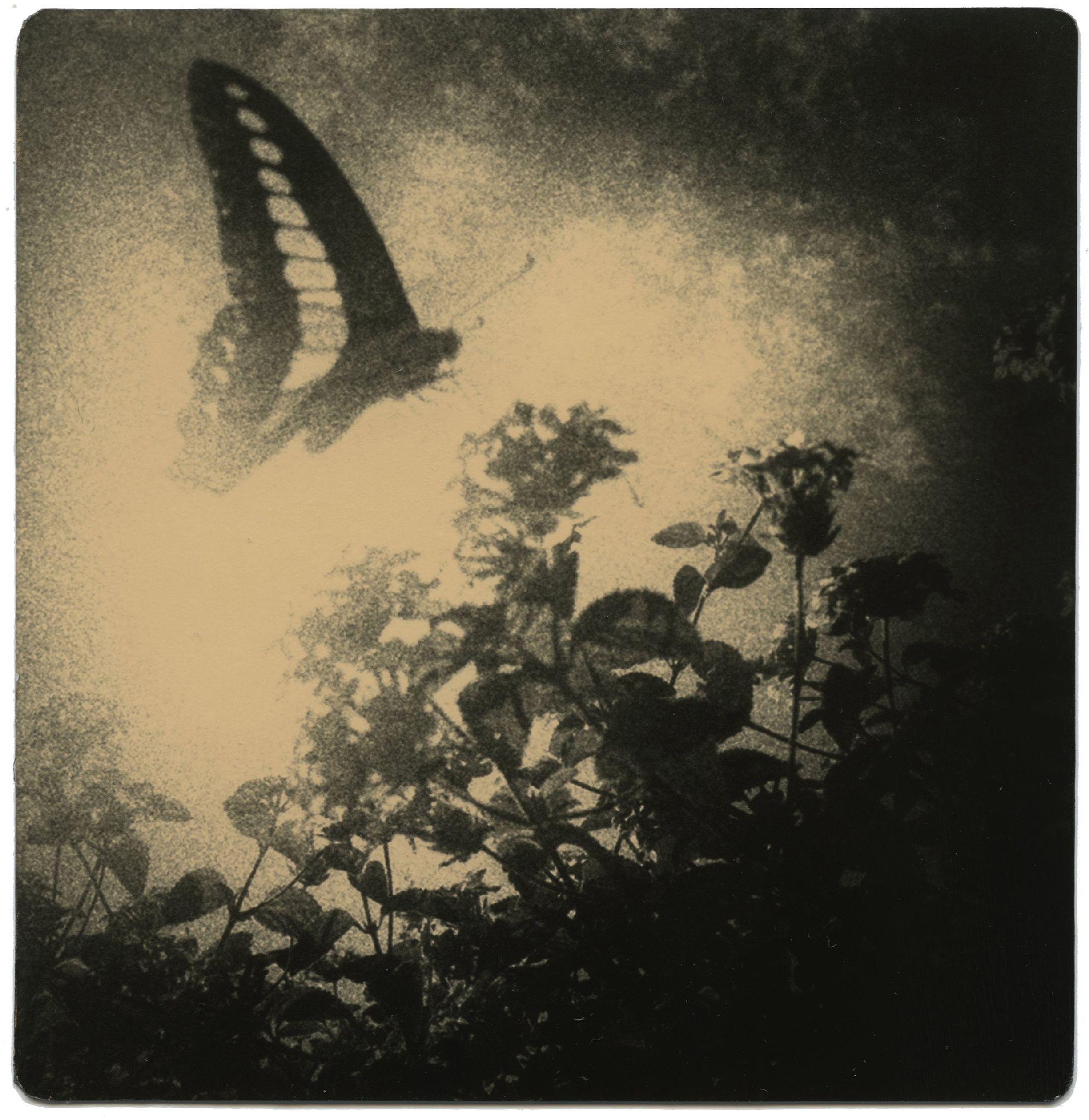 Miho Kajioka, BK0496 variant 2, 2014