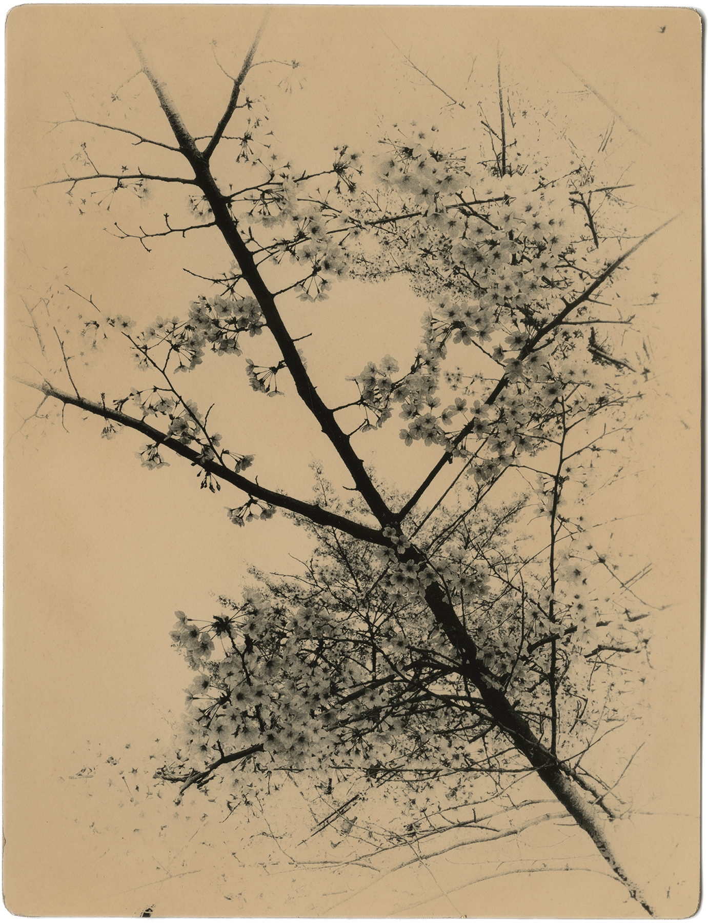 miho kajioka howard greenberg gallery 2023