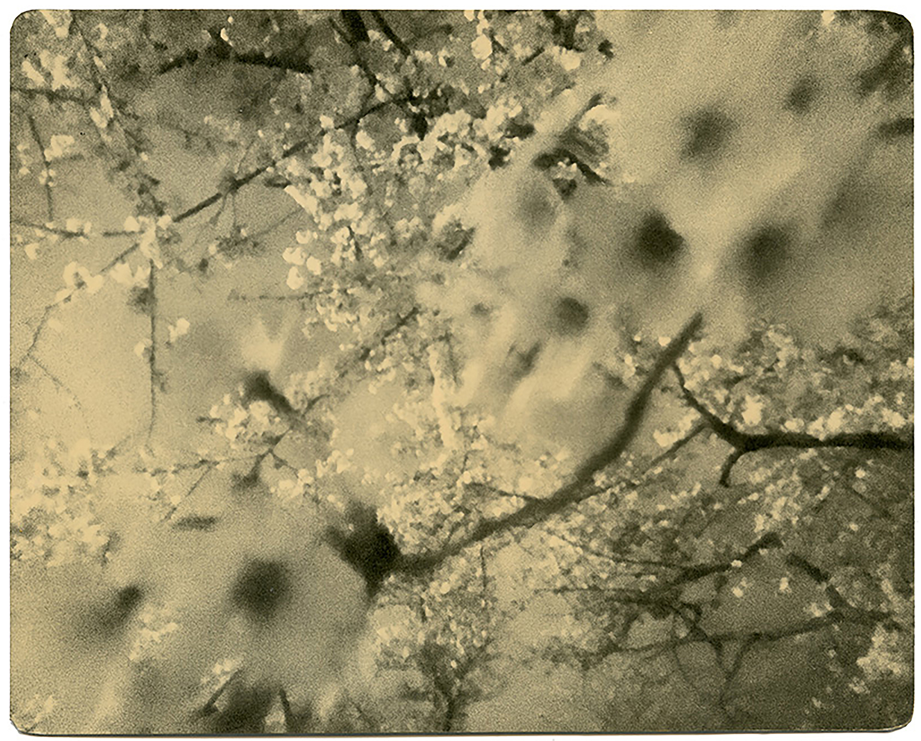 miho kajioka howard greenberg gallery 2023