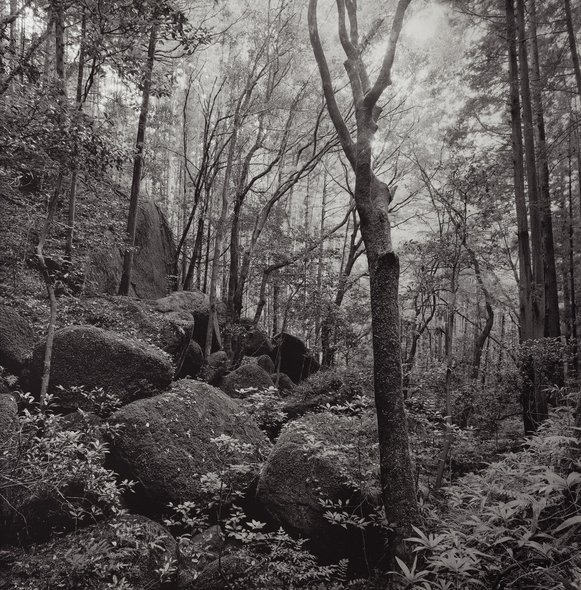 kenro izu mono no aware 2025